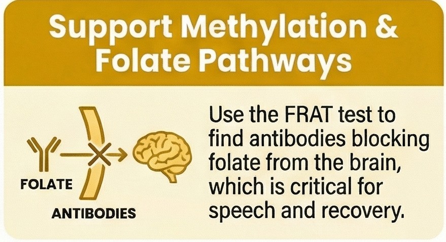 FRAT folate receptor antibody methylation MTHFR autism speech London