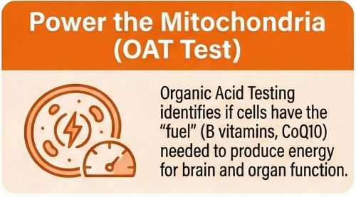 Organic acid test OAT mitochondria B vitamins autism London